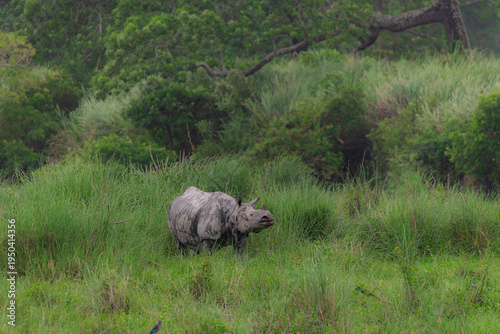 One horned rhino in the grass