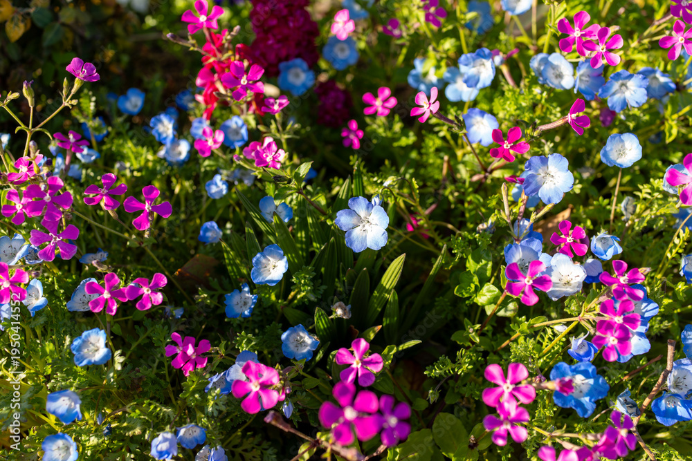 Fototapeta premium 春の花壇に咲くネモフィラとピンクのフロックス