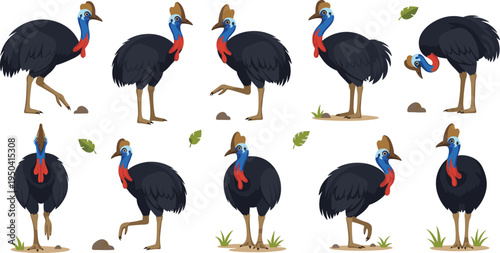 Cassowary Bird Wildlife Illustration Set Featuring Standing, Walking, and Side View Poses of Large Tropical Flightless Bird in Natural Habitat.