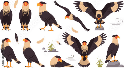 Crested Caracara Bird Wildlife Illustration Set Featuring Flying, Perching, Standing, and Resting Poses with Wings Spread in Natural Habitat.