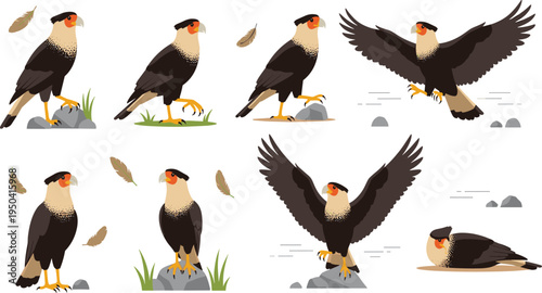Crested Caracara Bird Wildlife Illustration Set Featuring Flying, Standing, Perching, and Resting Poses of Tropical Bird of Prey in Natural Habitat.