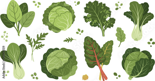 Fresh Green Leafy Vegetable Collection Featuring Cabbage Lettuce Kale Spinach Bok Choy and Healthy Organic Garden Vegetables Cartoon Illustration Set