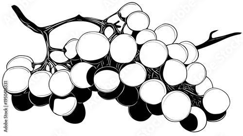 A black and white illustration of grapes on a vine, stylized with simple linework