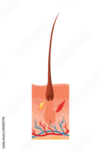 Hair growth cycle. Follicles phase. Early anagen hair bulbs phase. Human hair follicle anatomy. Cross section of layers of the skin