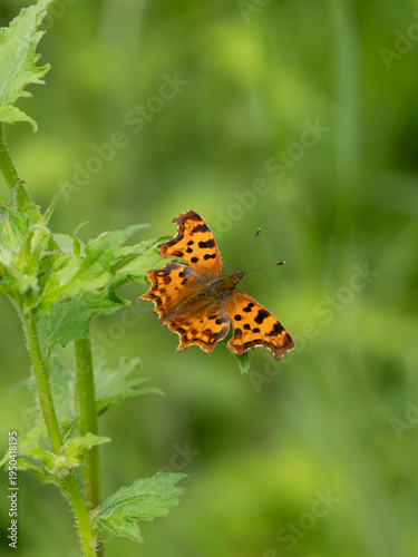 Comma Butterfly on a Leaf