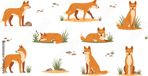 Dingo Wild Dog Illustration Set Featuring Standing, Walking, Sitting, and Resting Poses of Australian Wildlife Canine in Natural Habitat.