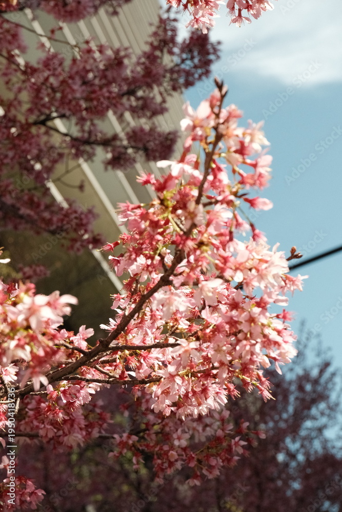 Fototapeta premium Pink sakura blossoms on tree branches in spring in Tokyo, Japan