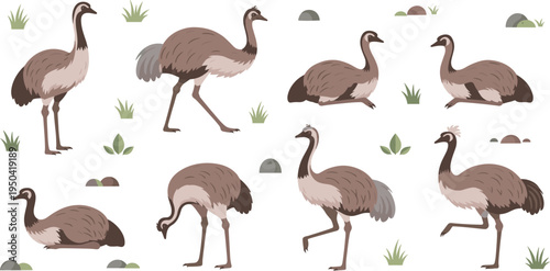 Emu Bird Wildlife Illustration Set Featuring Standing, Walking, Running, and Grazing Poses of Australian Flightless Bird in Natural Habitat.