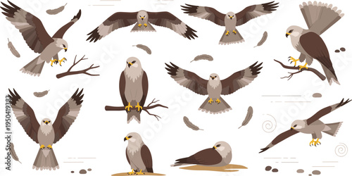 Eagle Bird Wildlife Illustration Set Featuring Flying, Perching, Landing, and Resting Poses with Wings Spread, Feathers, and Branches in Nature Scene.