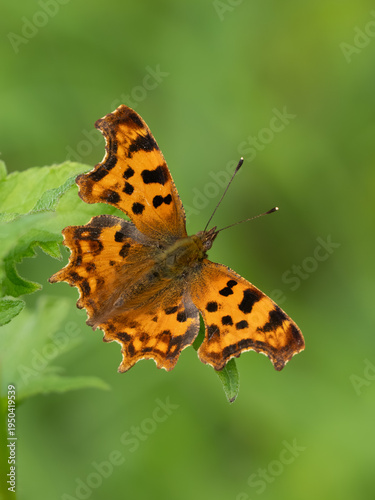Comma Butterfly on a Leaf