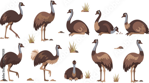 Emu Bird Wildlife Illustration Set Featuring Standing, Walking, Running, and Sitting Poses of Australian Flightless Bird in Natural Habitat.