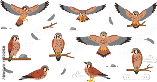 Falcon Bird Wildlife Illustration Set Featuring Flying, Perching, Landing, and Standing Poses with Feathers, Branches, and Natural Elements.