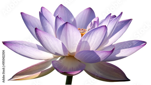 purple water lily  isolated on transparent background
