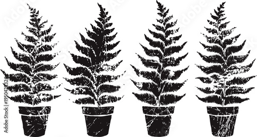 Black silhouette fern plants in pots with textured distressed effect, isolated botanical illustration