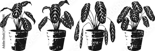 monochrome illustrations of four potted tropical houseplants with broad leaves in simple containers