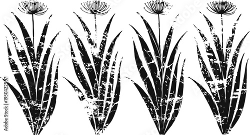 Grunge aloe vera leaves silhouettes set herbal natural medicine plant design elements in black and white