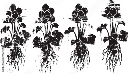 Plant root systems with multiple leaves and stems showing botanical growth and development stages
