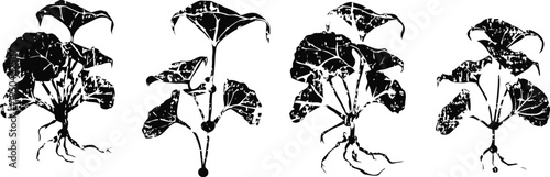 four black ink botanical illustrations of leafy plants with visible roots in a row