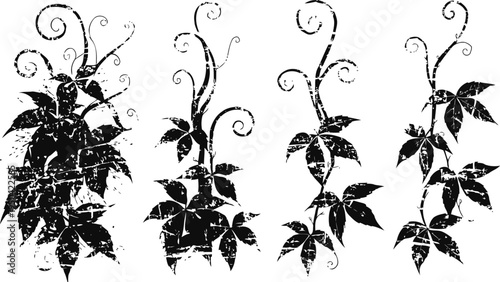 Grunge vintage climbing vine silhouettes with curly tendrils and large leaves