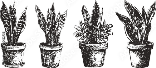 hand drawn potted snake plants with textured leaves, vintage botanical illustration set