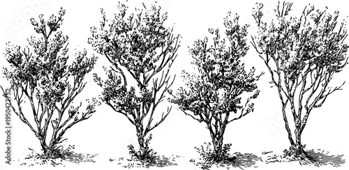 Hand drawn vintage illustration of four dry wild bushes with grass and leaves in black and white