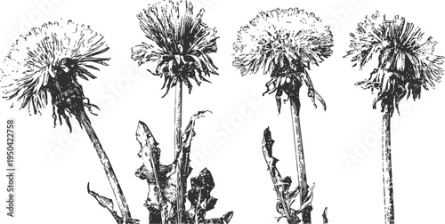 Dandelion flowers in different growth stages with leaves and seed heads detailed botanical illustration