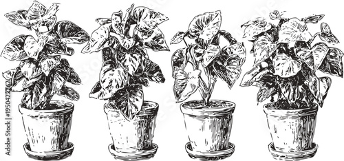 Four potted pepper plants growing with leaves and peppers in small pots arrangement