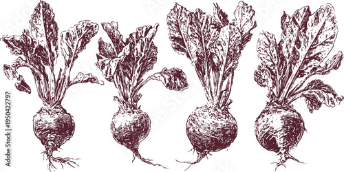 vintage beetroot botanical illustration hand drawn garden vegetable sketch with leafy tops, roots