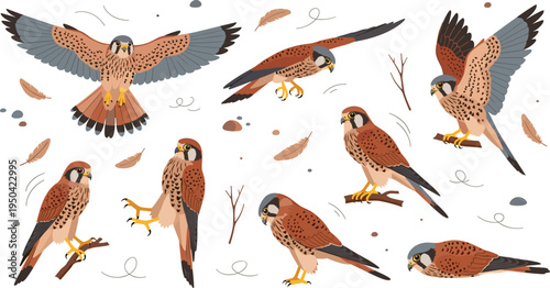 Kestrel Falcon Bird Illustration Set Featuring Flying, Perching, Landing, and Standing Poses with Wings Spread in Wildlife Nature Scene.