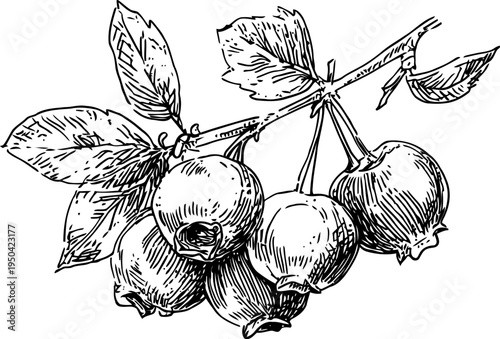 Detailed black and white botanical illustration of a medlar fruit branch with leaves