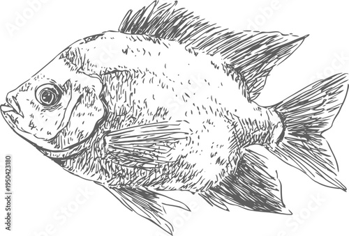 Detailed vintage illustration of a tropical fish with spread fins and textured scales