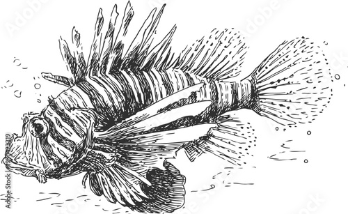 detailed vintage illustration of a lionfish with elaborate fins and striped body