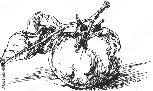 Hand drawn tomato with leaves and stem sketch vintage botanical illustration of fresh vegetable