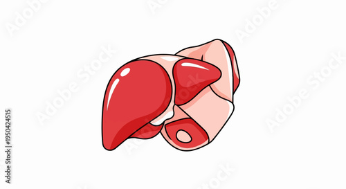 A stylized, anatomical illustration of a red liver with a white background