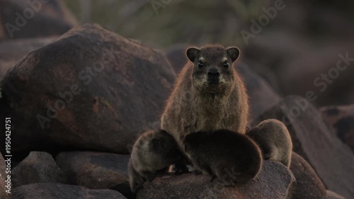 Female rock hyrax resting on warm African rocks with her young babies in Namibia, small mammals gathered in their natural habitat among stones, showing family behavior and wildlife life in the African