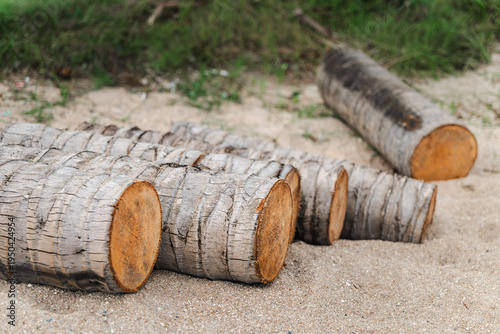 Cut palm tree trunks stacked on sandy tropical ground on Koh Samui Thailand