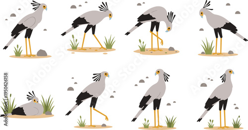 Secretary Bird Wildlife Illustration Set Featuring Standing, Walking, Hunting, and Resting Poses of African Bird of Prey in Natural Habitat.