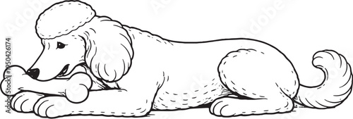 Standard Poodle Chewing Bone Lying Down Side View Black and White Line Art Illustration