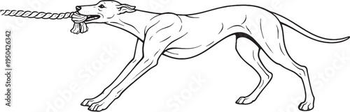 Greyhound Tugging Rope Pull Stance Black and White Line Art Illustration