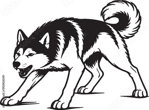 Siberian Husky Growling Low Guard Stance Black and White Line Art Illustration