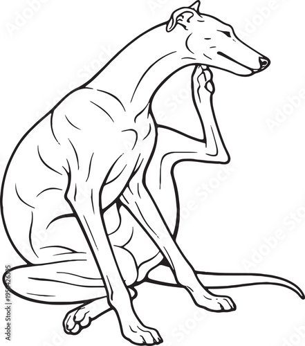 Greyhound Scratching Ear Sitting Pose Black and White Line Art Illustration