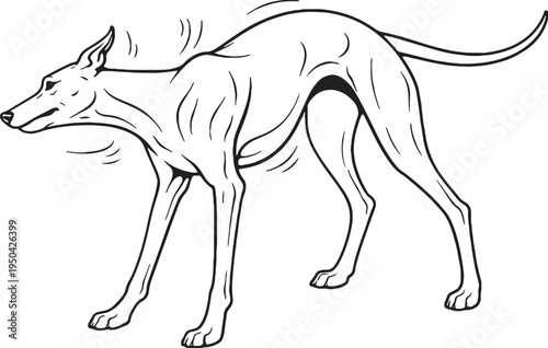 Greyhound Shaking Water Off Full Body Shake Black and White Line Art Illustration