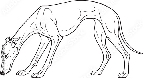 Greyhound Eating Posture Side View Black and White Line Art Illustration