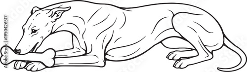 Greyhound Chewing Bone Lying Down Side View Black and White Line Art Illustration