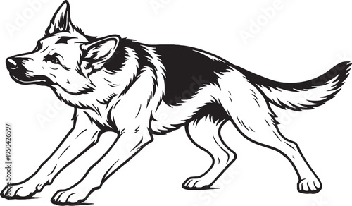 German Shepherd Shaking Water Off Full Body Pose