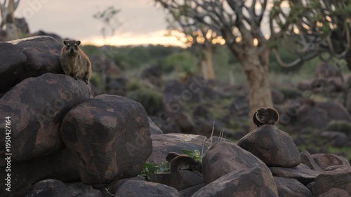 Group of rock hyraxes sitting on large rocks during a warm African sunset in Namibia, small mammals gathering together on a rocky landscape, watching surroundings in their natural wildlife habitat.
