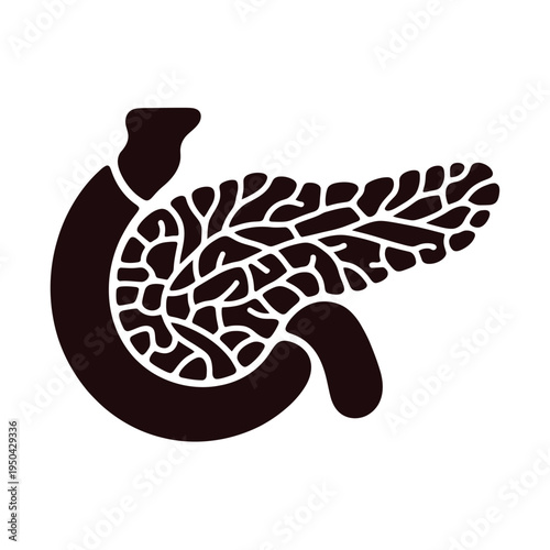 Stylized illustration of a human pancreas with detailed internal structure