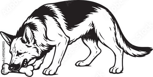 German Shepherd Drinking Posture Black and White Line Art Illustration