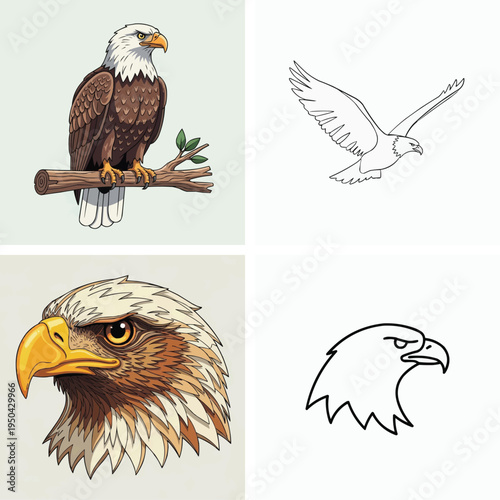 Bald eagle illustrations in different styles and poses  birds of prey