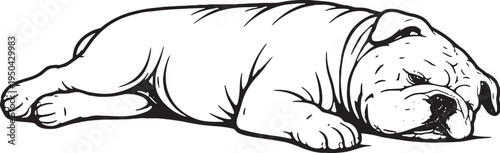 English Bulldog Sleeping on Side Relaxed Pose Black and White Line Art Illustration